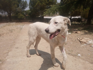 Romao Zorro Dogsavior Sep25 1