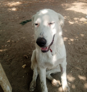 Romao Zorro Dogsavior Sep25 2