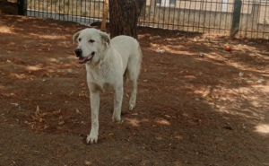 Romao Zorro Dogsavior Sep25 3