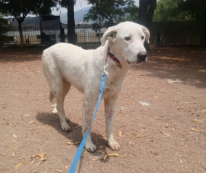 Romao Zorro Dogsavior Sep25 4