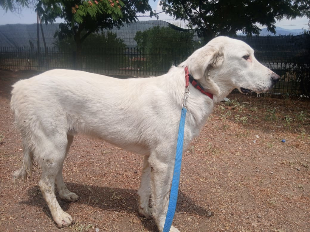 Romao Zorro Dogsavior Sep25 5