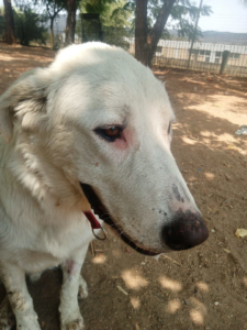 Romao Zorro Dogsavior Sep25 6