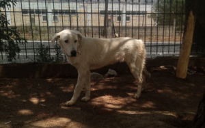 Romao Zorro Dogsavior Sep25 7