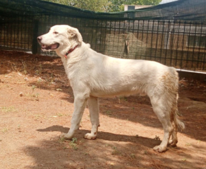 Romao Zorro Dogsavior Sep25 8