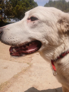 Romao Zorro Dogsavior Sep25 9