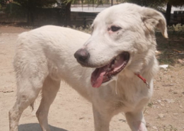 Romao Zorro Dogsavior Sep25 Beitragsbild