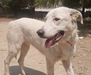 Romao Zorro Dogsavior Sep25 Beitragsbild