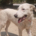 Romao Zorro Dogsavior Sep25 Beitragsbild