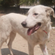 Romao Zorro Dogsavior Sep25 Beitragsbild