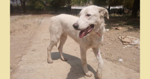 Romao Zorro Dogsavior Sep25 Social Media