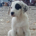 Schubi Zorro Dogsavior Okt25 1 Beitragsbild