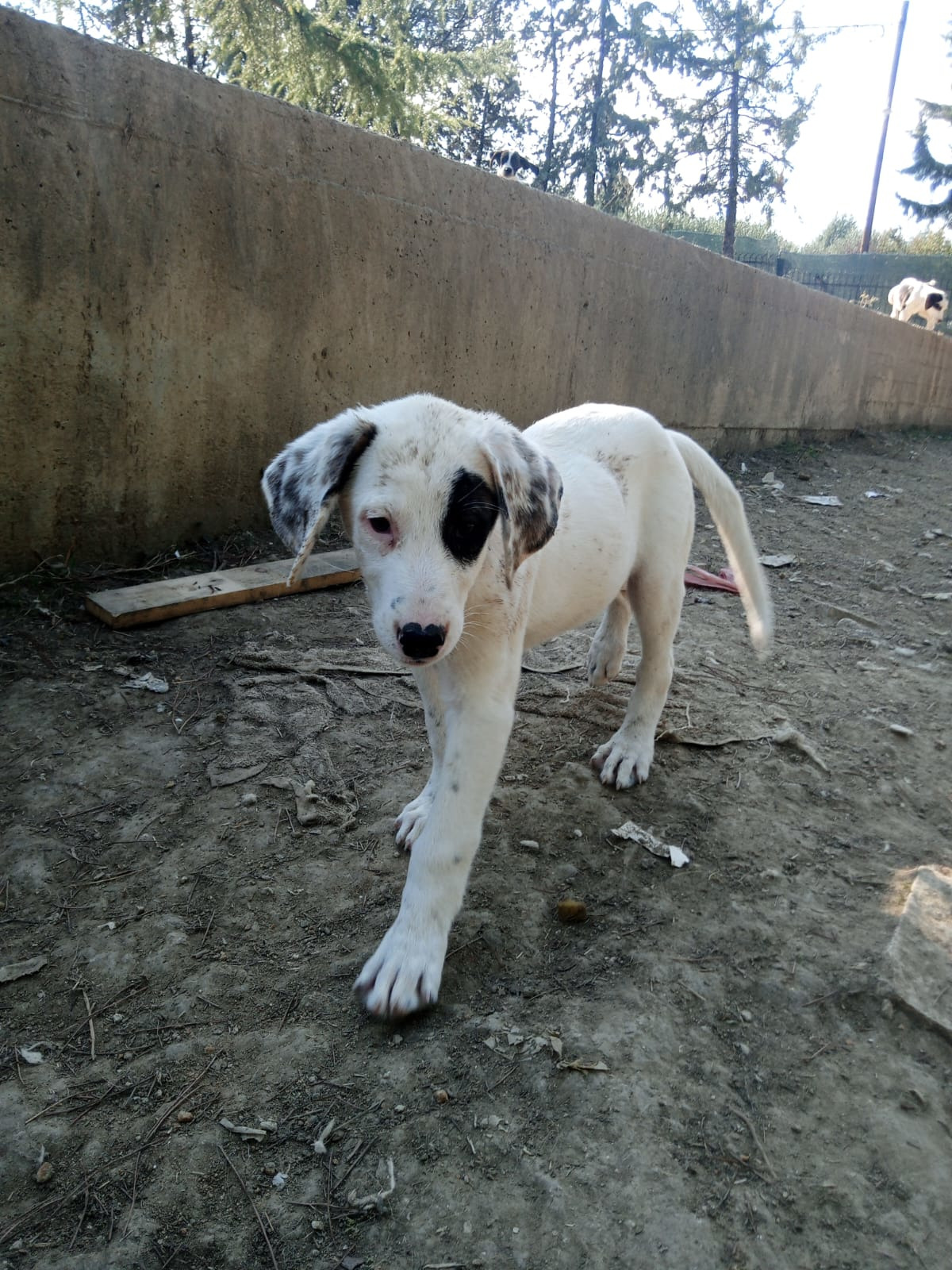 Schubi Zorro Dogsavior Okt25 4