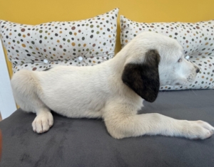 Schubi zorro dogsavior