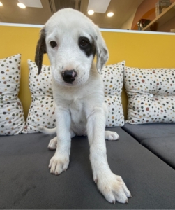 Schubi zorro dogsavior 1