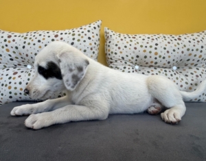 Schubi zorro dogsavior 2