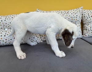 Schubi zorro dogsavior 3