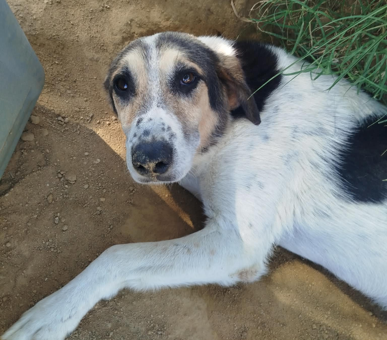 Sol Zorro Dogsavior Okt26 1