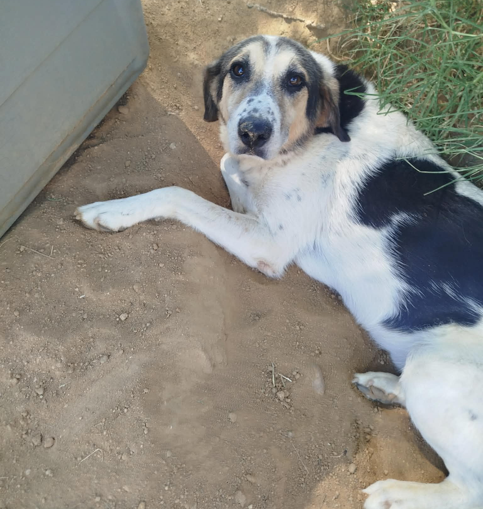 Sol Zorro Dogsavior Okt26 2