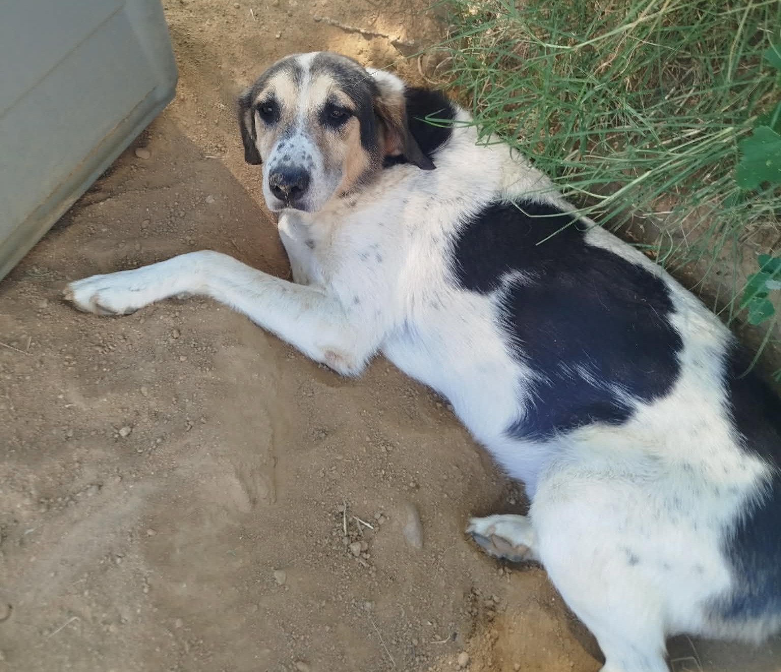 Sol Zorro Dogsavior Okt26 3