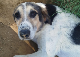 Sol Zorro Dogsavior Okt26 Beitragsbild