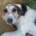 Sol Zorro Dogsavior Okt26 Beitragsbild