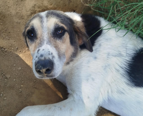 Sol Zorro Dogsavior Okt26 Beitragsbild