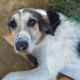 Sol Zorro Dogsavior Okt26 Beitragsbild