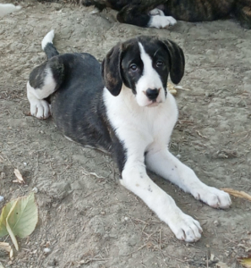 Soula Zorro Dogsavior Nov25 1