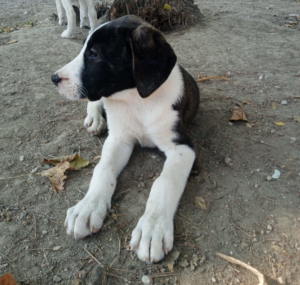 Soula Zorro Dogsavior Nov25 2