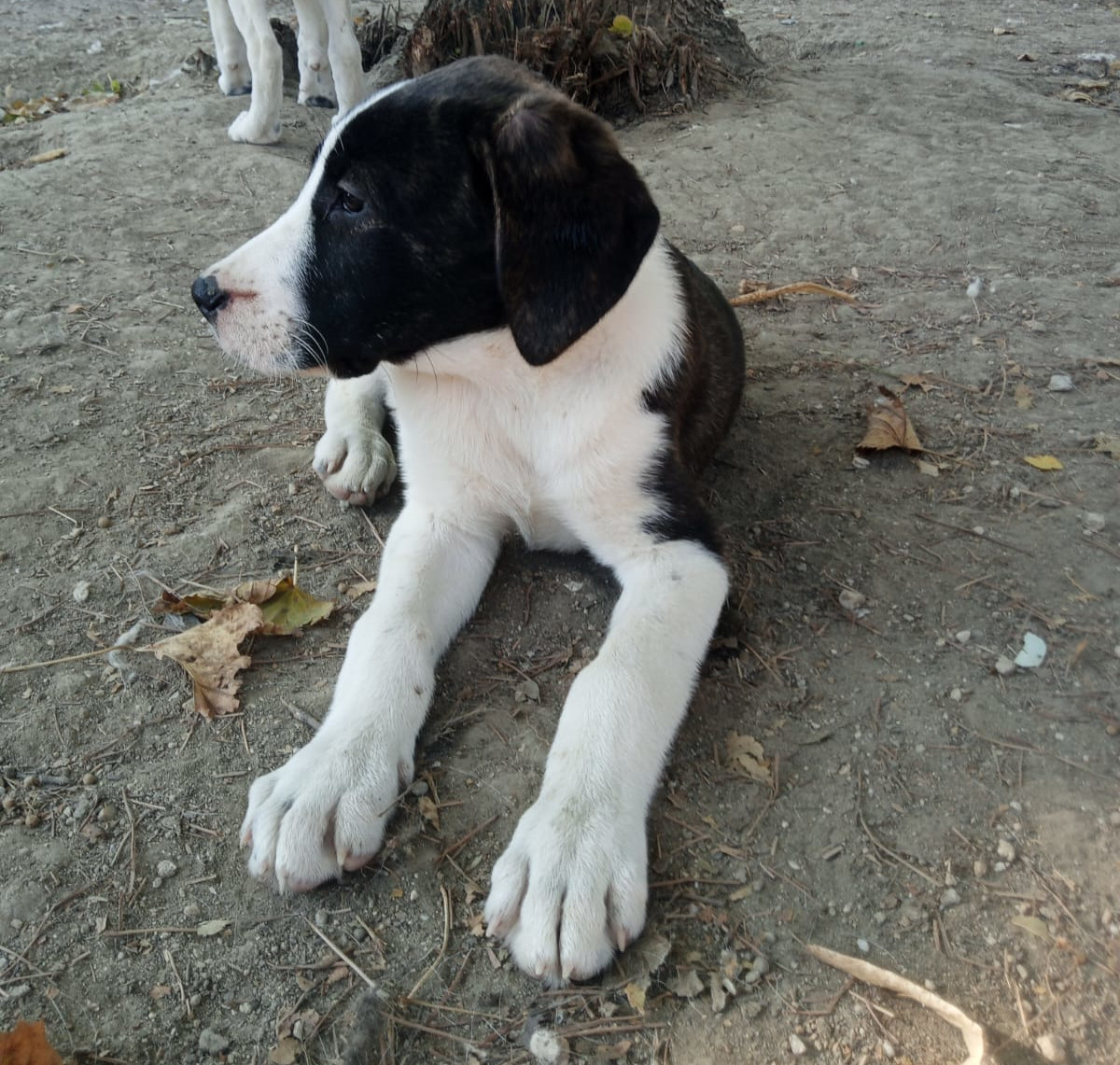 Soula Zorro Dogsavior Nov25 2