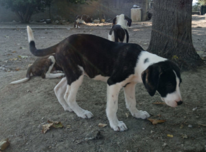 Soula Zorro Dogsavior Nov25 3