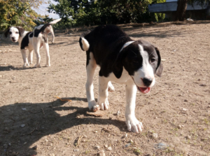 Soula Zorro Dogsavior Nov25 4