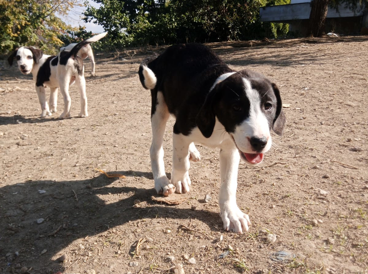 Soula Zorro Dogsavior Nov25 4