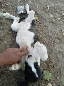 Soula Zorro Dogsavior Nov25 5