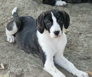 Soula Zorro Dogsavior Nov25 Beitragsbild