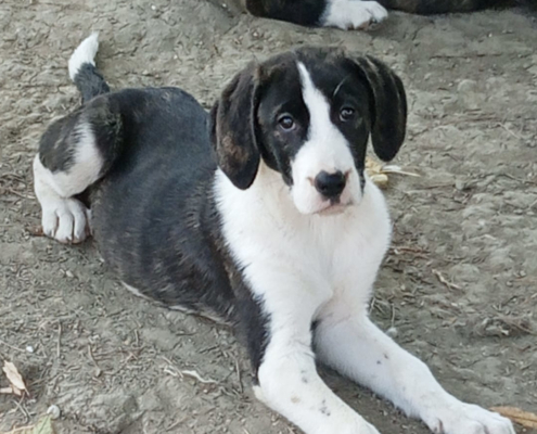 Soula Zorro Dogsavior Nov25 Beitragsbild