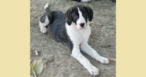 Soula Zorro Dogsavior Nov25 Social Media