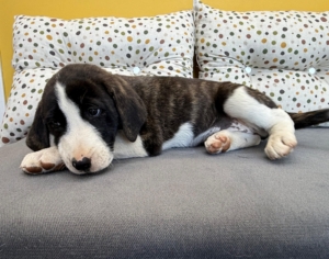 Soula zorro dogsavior