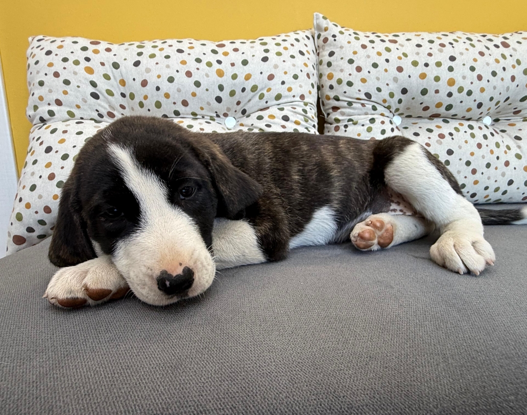 Soula zorro dogsavior 1