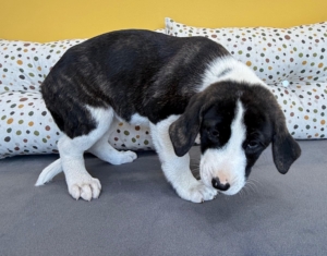 Soula zorro dogsavior 2