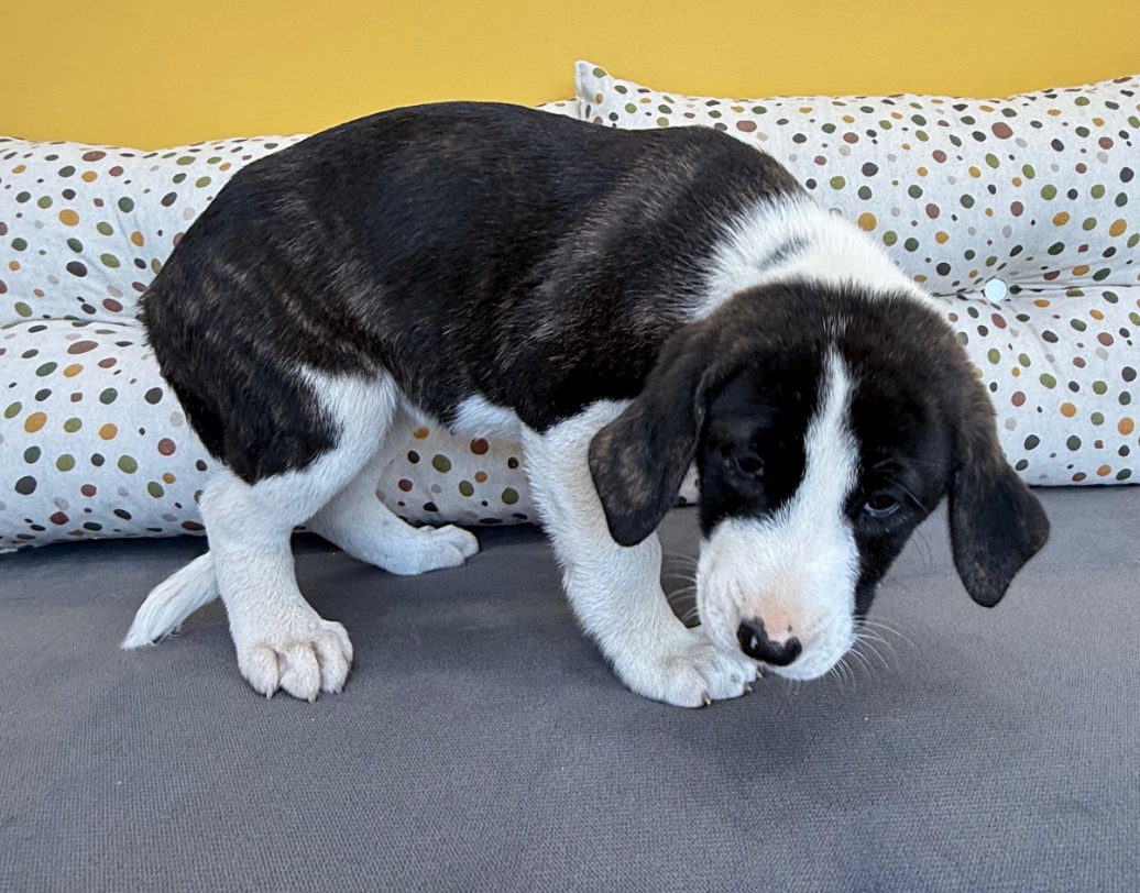 Soula zorro dogsavior 2