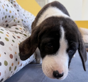 Soula zorro dogsavior 3