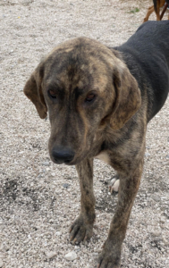 Yanis Zorro Dogsavior Sep25 2