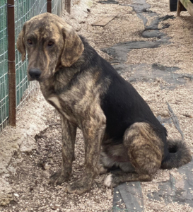 Yanis Zorro Dogsavior Sep25 3