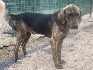 Yanis Zorro Dogsavior Sep25 4