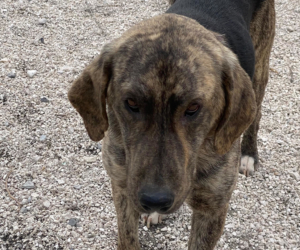 Yanis Zorro Dogsavior Sep25 Beitragsbild