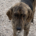 Yanis Zorro Dogsavior Sep25 Beitragsbild