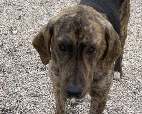 Yanis Zorro Dogsavior Sep25 Beitragsbild