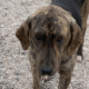Yanis Zorro Dogsavior Sep25 Beitragsbild