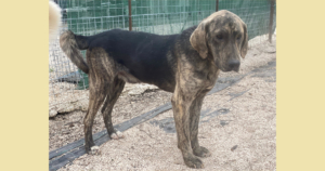 Yanis Zorro Dogsavior Sep25 Social Media